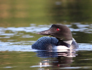 loon2_8_7_ps