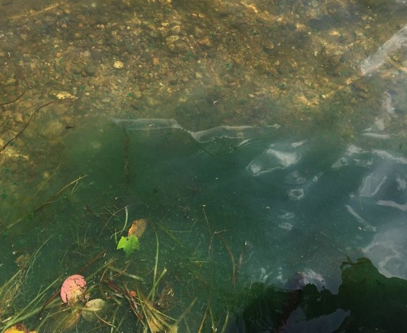 cyanobacteria