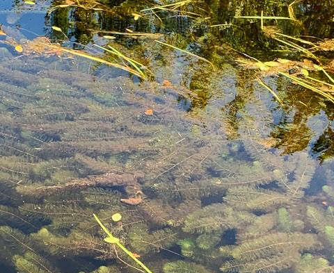 milfoil