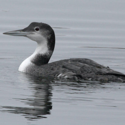 Loon_Winter Plumage_Square