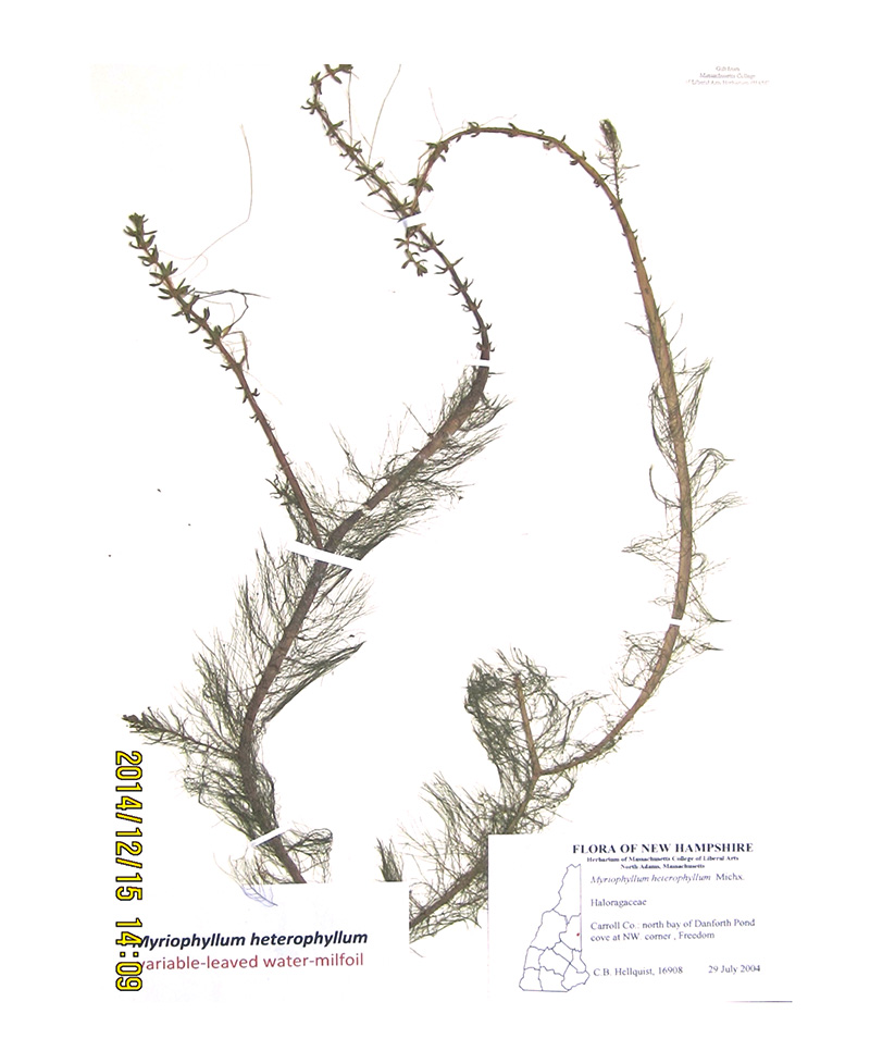 myriophyllum-2
