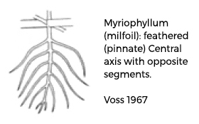 myriophyllum-caption