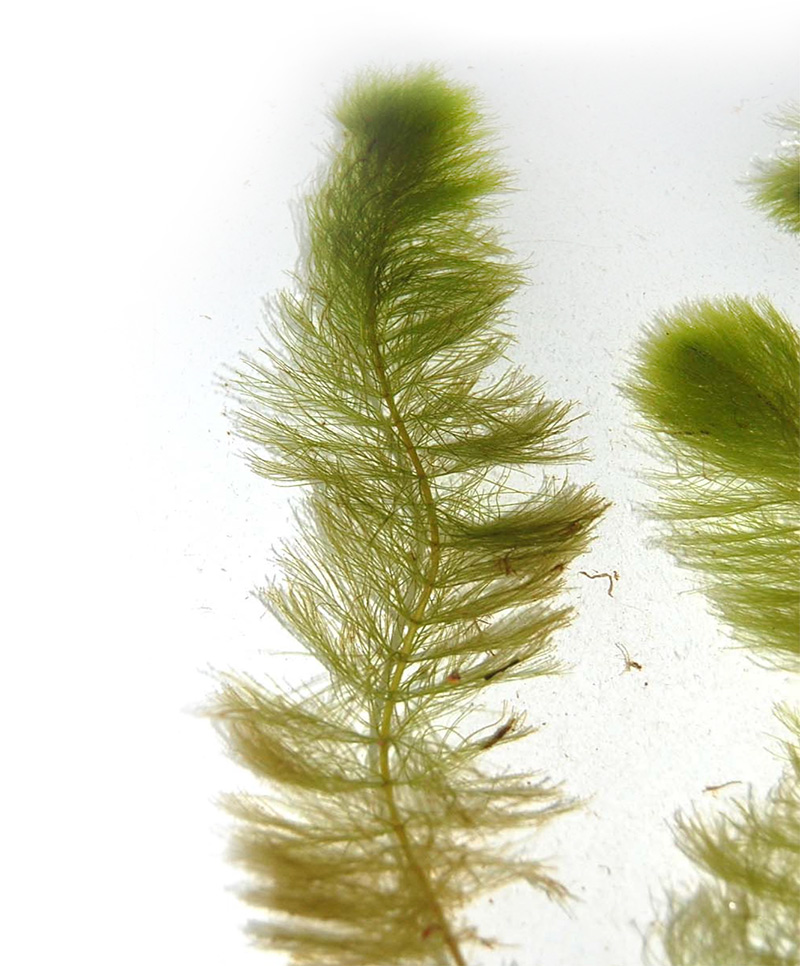 pine-river
