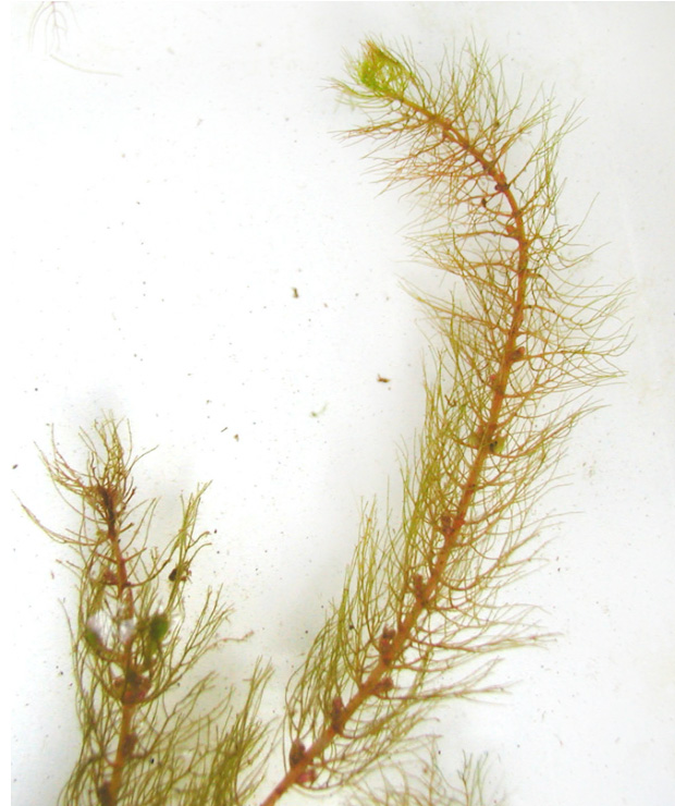 M.farwellii-1