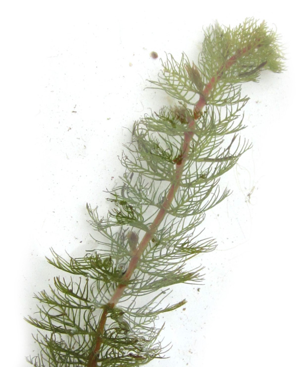 M.farwellii-2