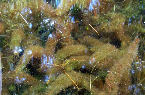 M.farwellii-3