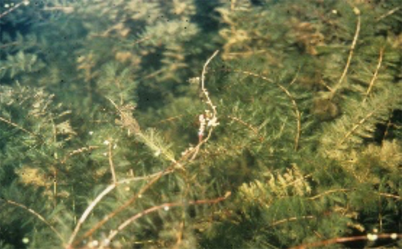 MSpicatum-1