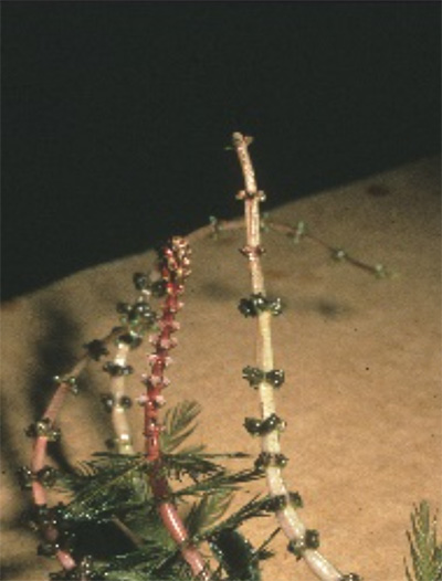 MSpicatum-2