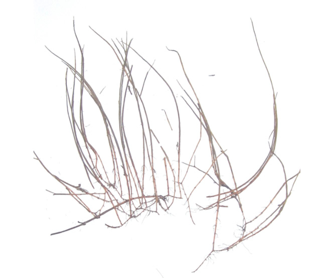 MTenellum-2