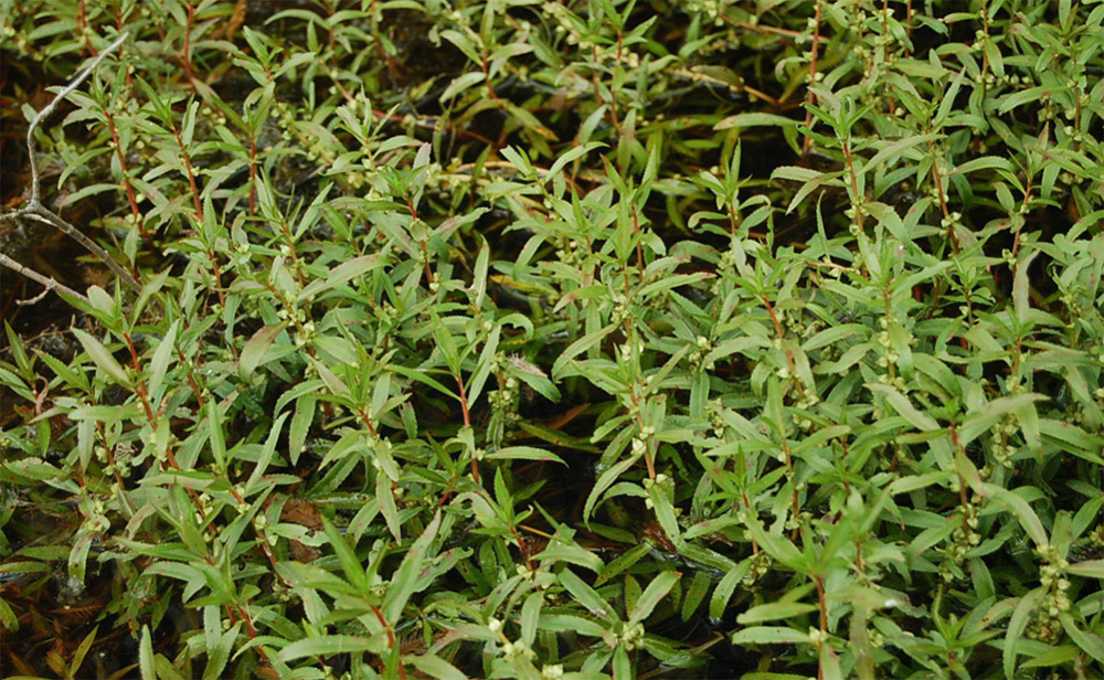 Ppalustris-3