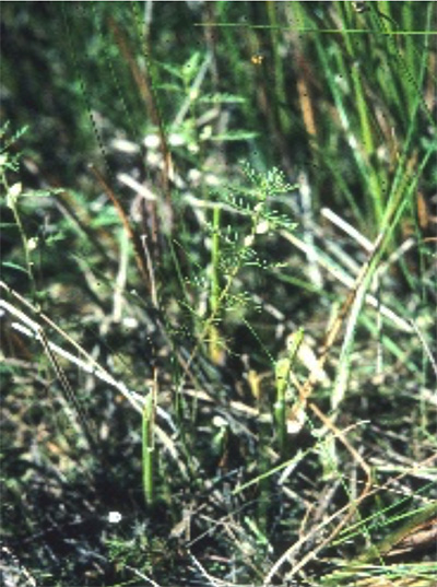 Ppectinata