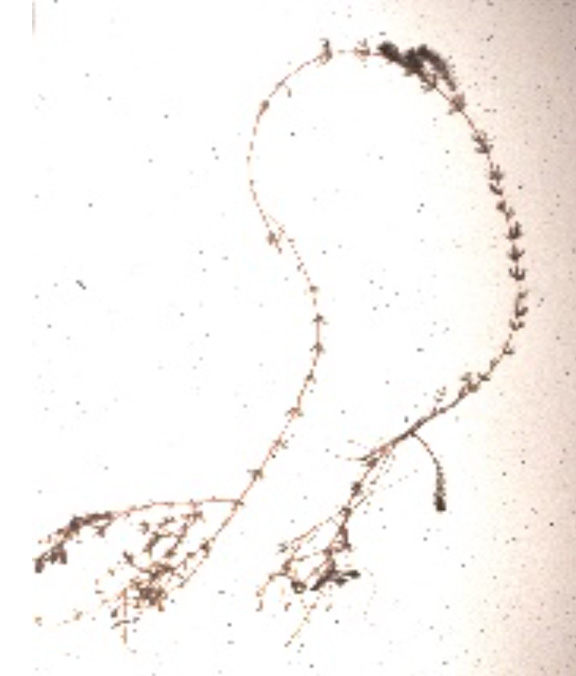 inflorescence