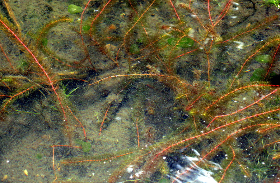 plantredstems