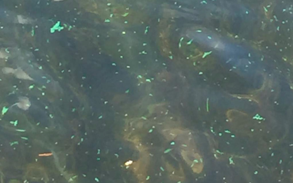 DES Issues Cyanobacteria Alert for Danforth Pond Ossipee Lake Alliance