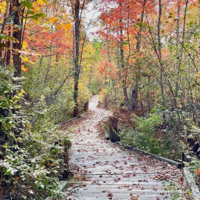 Deer-Run-Boardwalk-Fall