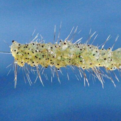 spiny water flea SQ